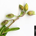 SpeciesSub: subsp. grandiflorum
